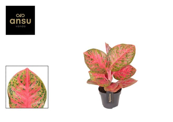Aglaonema Red Balloon