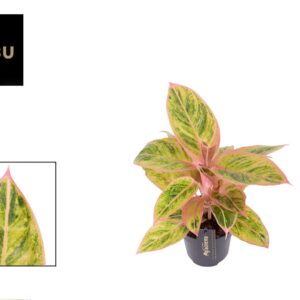Aglaonema Salmon Fantasy