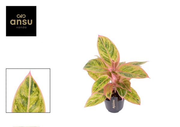 Aglaonema Salmon Fantasy