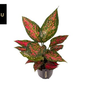 Aglaonema 'Strawberry Baby'