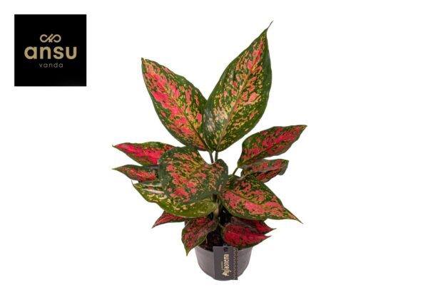 Aglaonema 'Strawberry Baby'