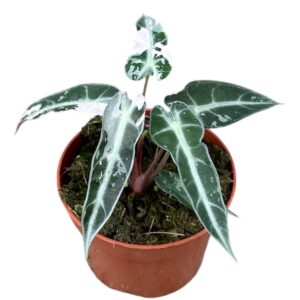 Alocasia BAMBINO VARIEGATA