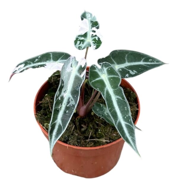 Alocasia BAMBINO VARIEGATA
