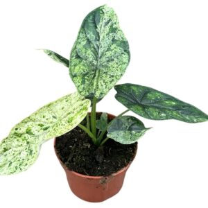 Alocasia Dragon Scale Mint