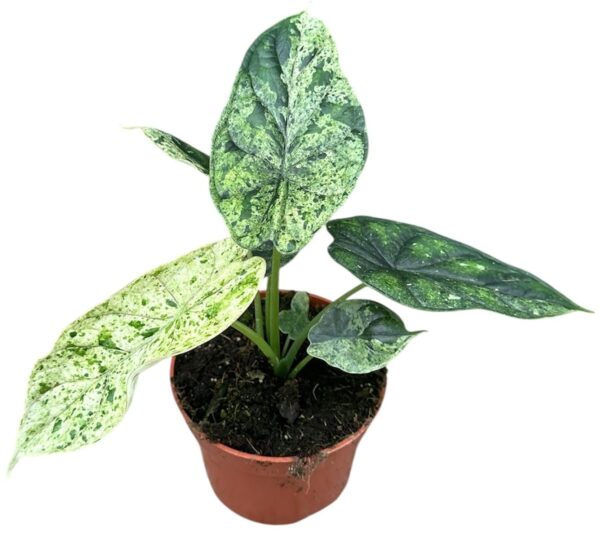 Alocasia Dragon Scale Mint