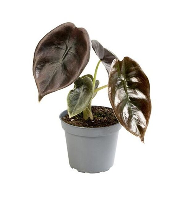Alokaasia Cuprea Red Secret