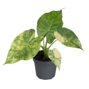 Alokaasia Macrorrhizos Aurea Variegata