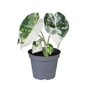 Alokaasia Micholitziana Frydek Variegata