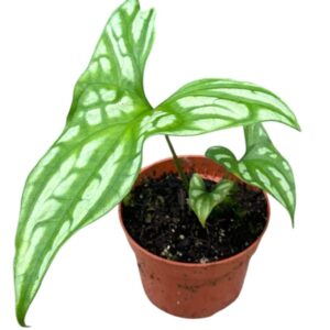 Cercestis Mirabilis
