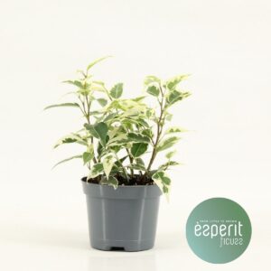 Ficus benjamina Petite Samantha