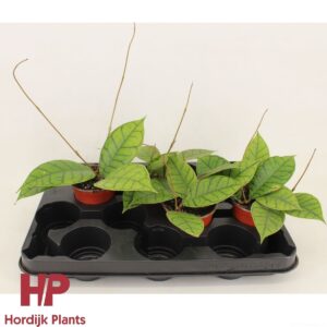 Hoya callistophylla