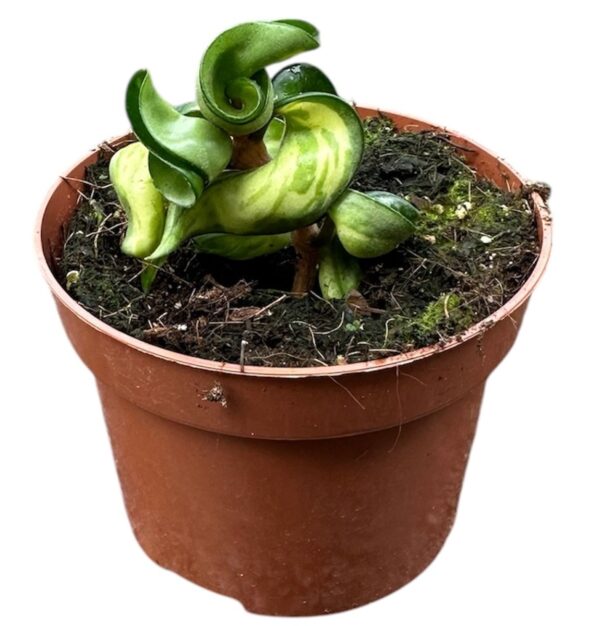 Vahalill Carnosa Compacta Mauna Loa