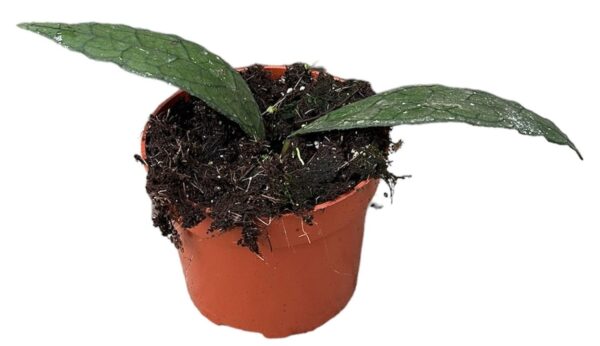 Vahalill Clemensiorum Sumatra