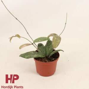 Hoya sigillatis