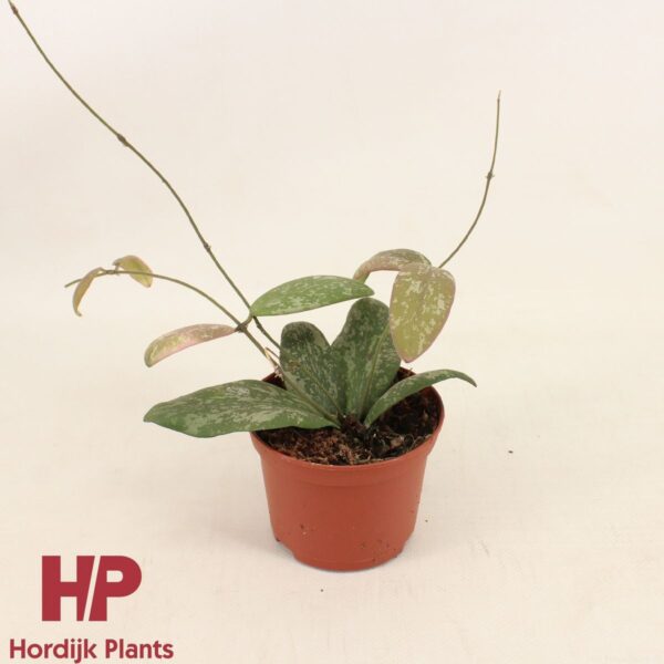 Hoya sigillatis