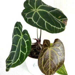 Antuurium Crystallinum
