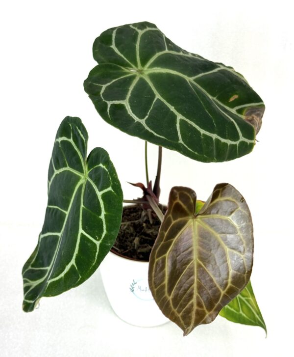 Antuurium Crystallinum