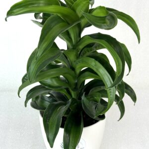 Dracaena Fragrans