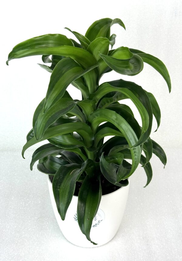 Dracaena Fragrans