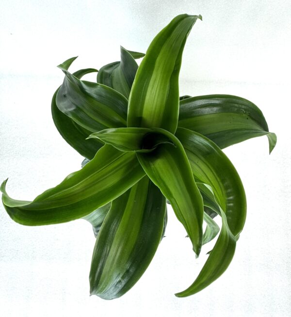 Dracaena Fragrans - Image 2