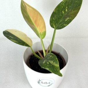 Filodendron Green Congo