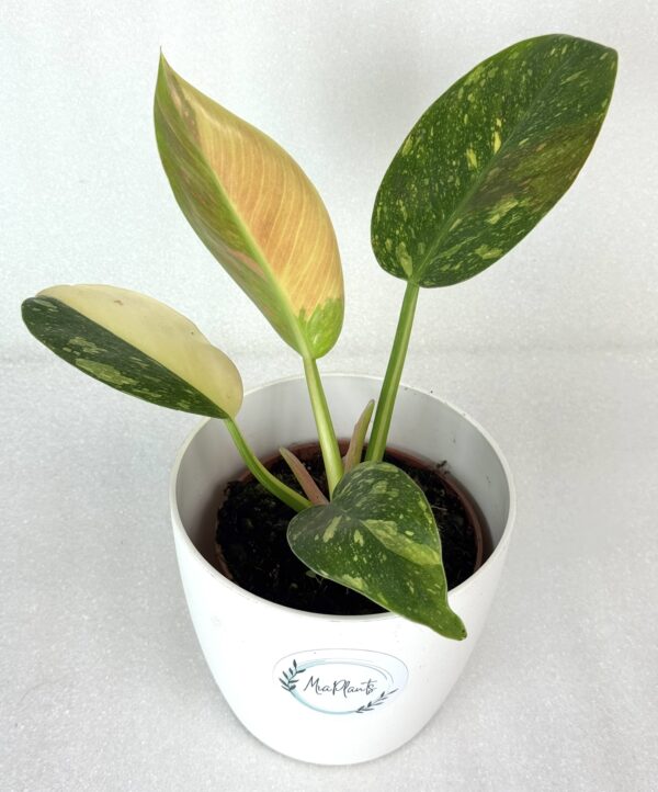 Filodendron Green Congo