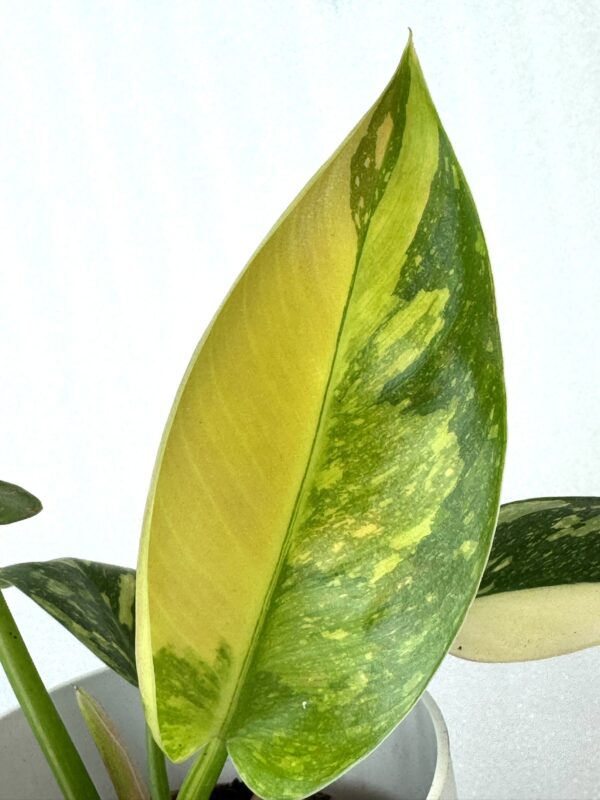 Filodendron Green Congo - Image 2