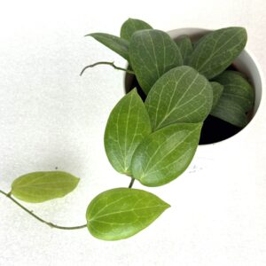 Vahalill Fitchii