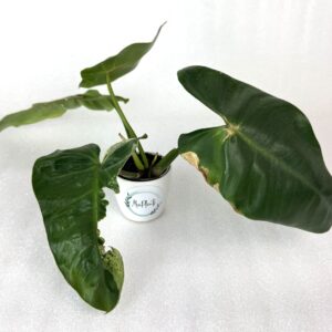 Filodendron Ilsemanii