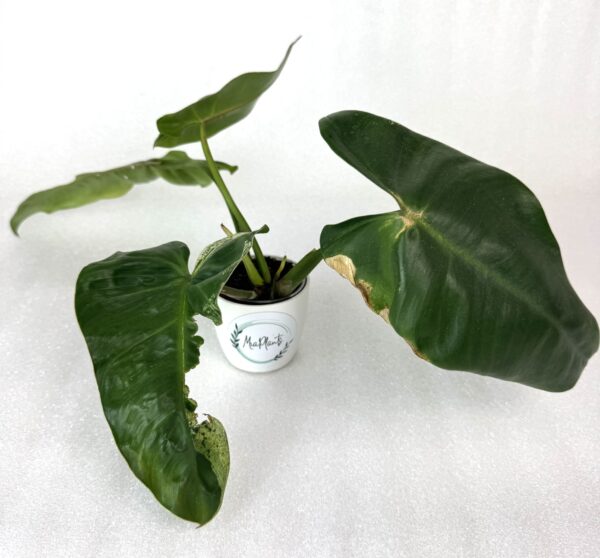 Filodendron Ilsemanii