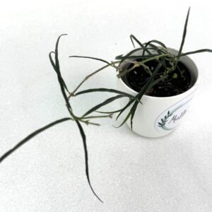Vahalill Stenophylla