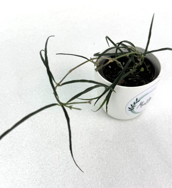 Vahalill Stenophylla
