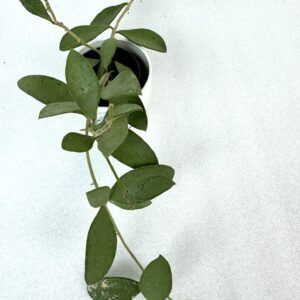 Hoya Nummularioides Silver juurutamata pistik
