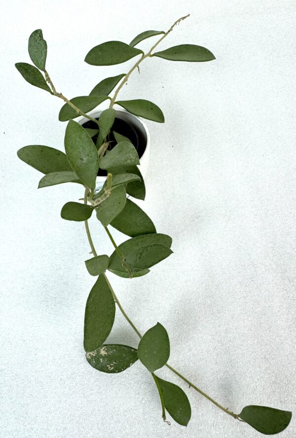 Hoya Nummularioides Silver juurutamata pistik