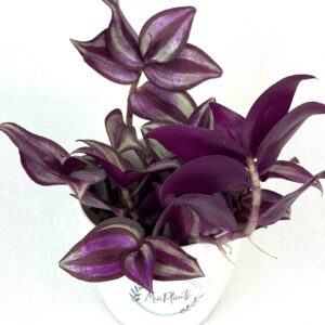 Tradescantia zebrina 'Violet Hill'