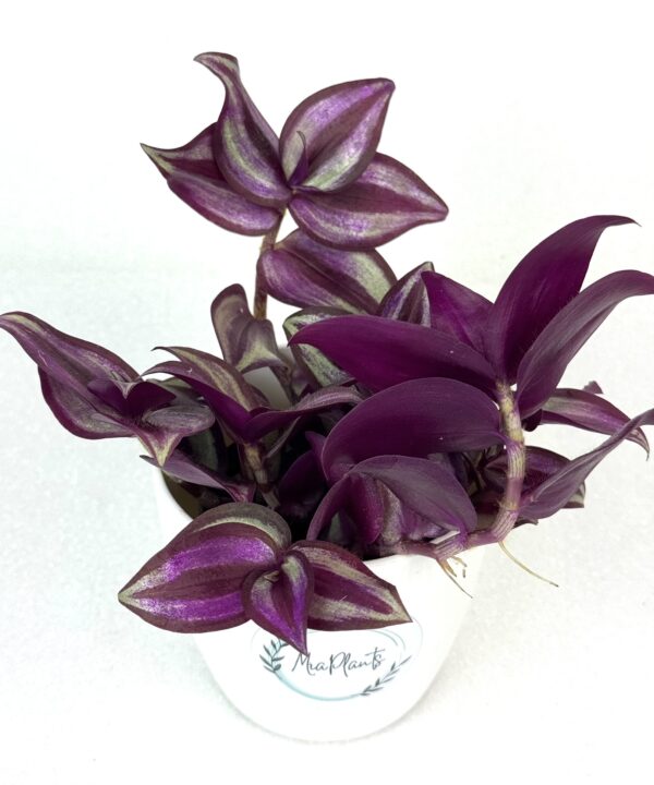 Tradescantia zebrina 'Violet Hill'