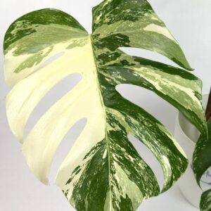 Monstera Albo juurutamata pistik