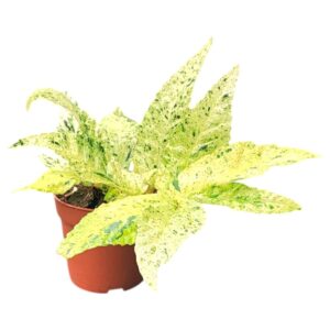 Pellionia Repens Variegata