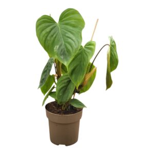 Filodendron Majestic