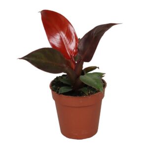 Philodendron 'Red Sun'