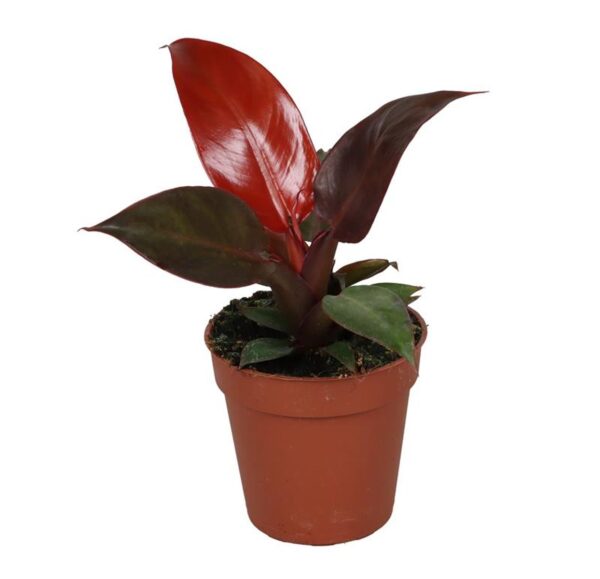 Philodendron 'Red Sun'