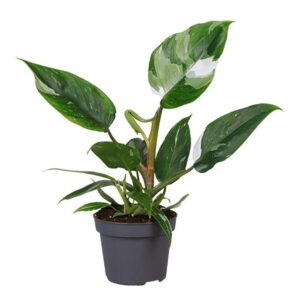 Philodendron 'White Princess'