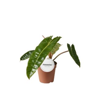 Filodendron Billietiae