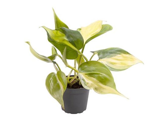 Filodendron Scandens Brasil
