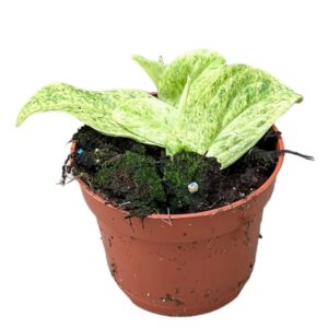 Rhaphidophora korthalsii 'Marble Aura'