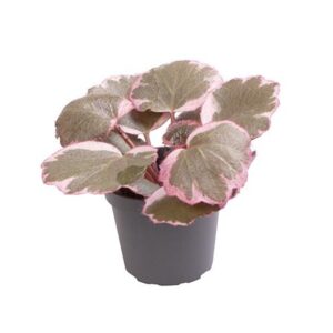 Saxifraga Stolonifera Tricolor