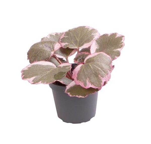 Saxifraga Stolonifera Tricolor