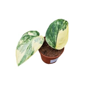 Scindapsus Jade Satin