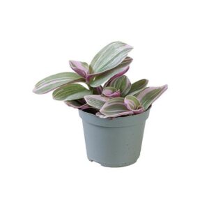 Tradescantia Cerinthoides Sweetness
