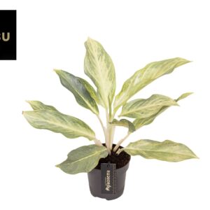 Aglaonema 'Aqua Green'